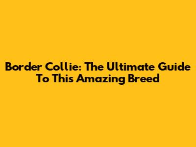 Border Collie: The Ultimate Guide To This Amazing Breed